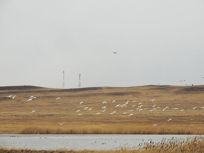 Лебеди на озере Беле