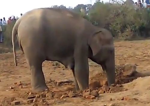 Слониха вытаскивает детеняша из ямы