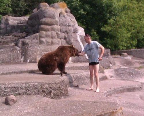 Медведь и идиот