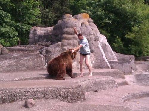 Медведь и идиот