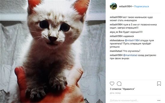 Жительница Минусинска написала в Instagram, что ее сосед расстрелял котенка из ружья Фото: instagram.com/milash1984