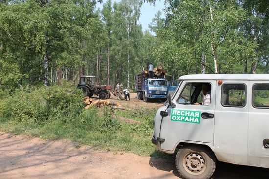 Хакасия лесное хозяйство. Орский лесхоз.