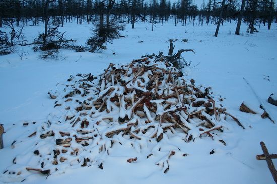 Браконьеры