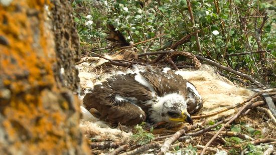 Фото: пресс-службы Всемирного фонда дикой природы в Алтае-Саянском экорегионе