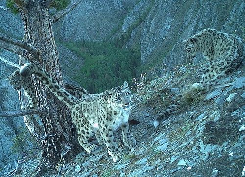 Фото: Саяно-Шушенский заповедник